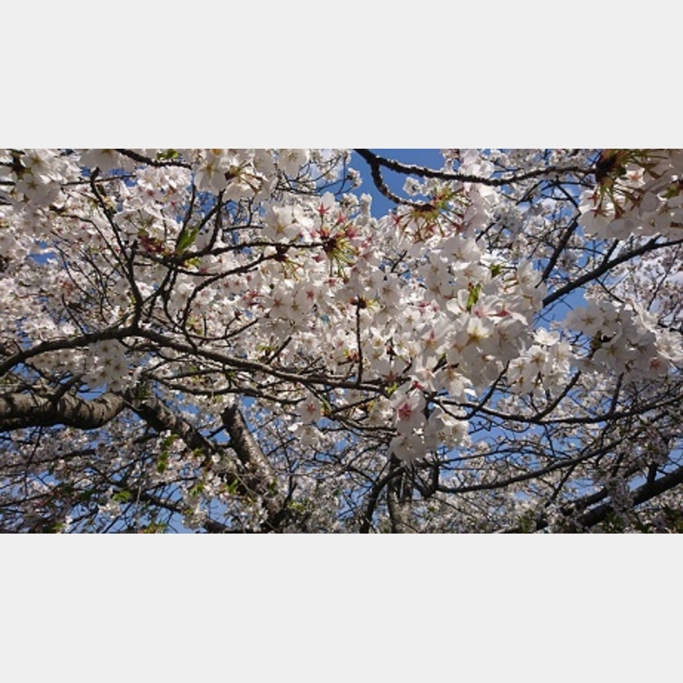 春の投稿画像01