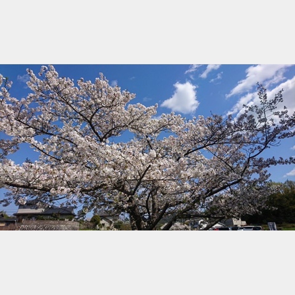 春の投稿画像02